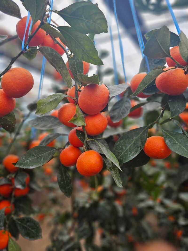 양애숙님의 장터 판매 상품 [루비향(빨간귤)2.5kg] 첨부 사진