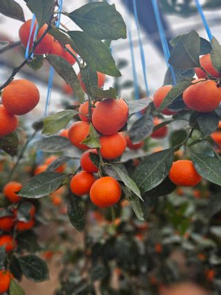 양애숙님의 작성글 사진