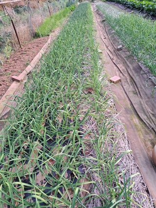 권찬훈님의 마늘 · 영농일지 작성글 사진