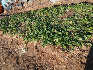 수랏간 농원 안승호님의 시금치 · 영농일지 작성글 사진