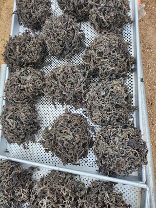 팜모닝회원 바이크농원님의 작성글 사진