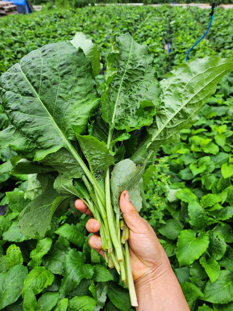 팜모닝회원  바이크농원님의 장터 판매 상품 [건곤드네 200g] 첨부 사진