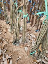 팜모닝 · 게시글 이미지