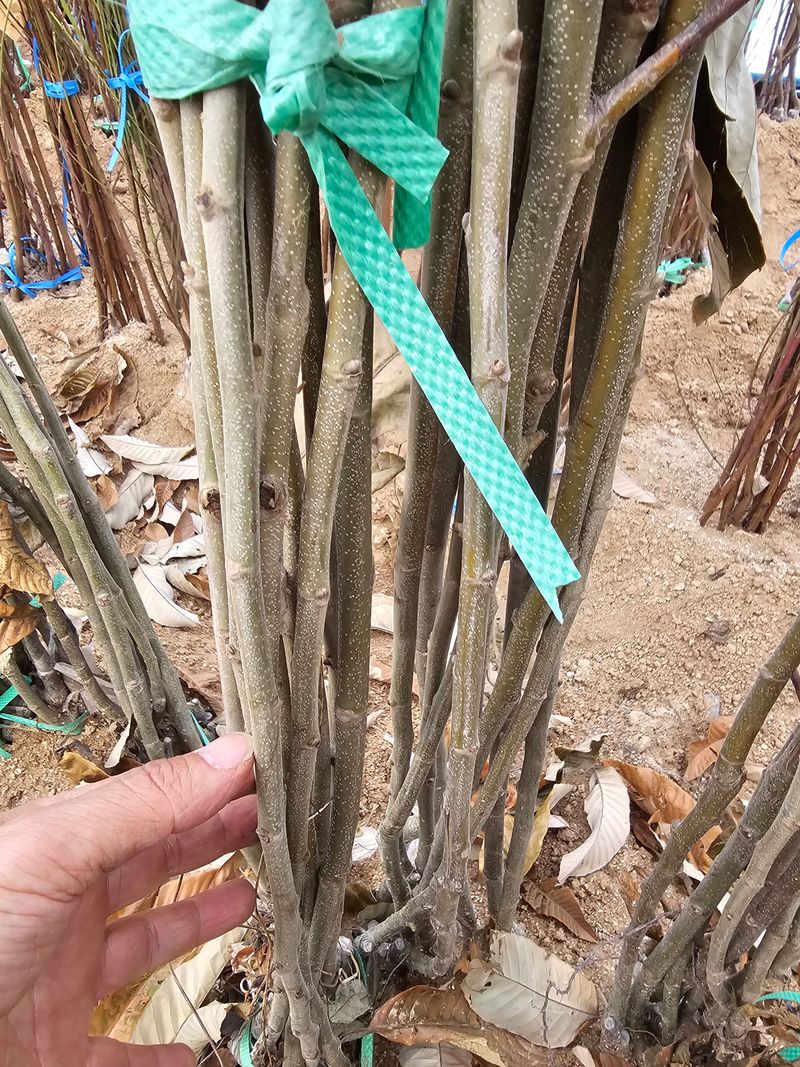 뿌리묘목농원님의 장터 판매 상품 [대보 밤나무 접목1년생 (특묘)] 첨부 사진