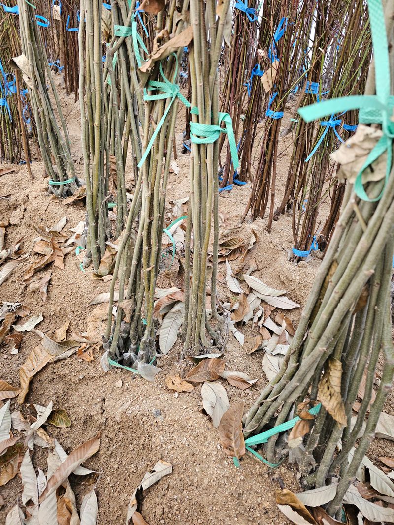 뿌리묘목농원님의 장터 판매 상품 [대보 밤나무 접목1년생 (특묘)] 첨부 사진