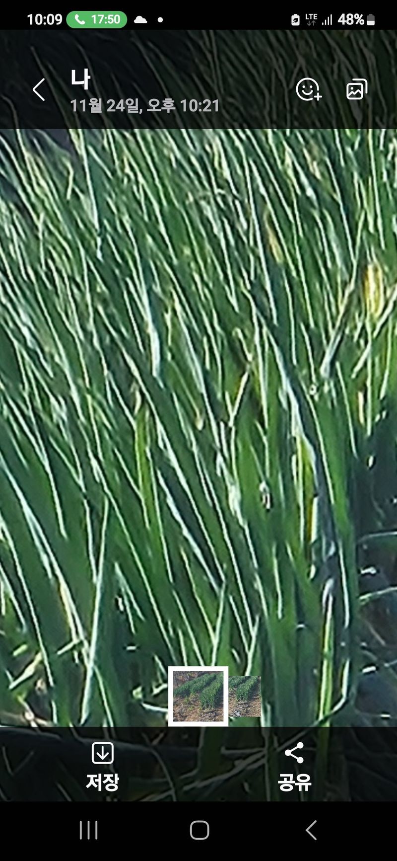 장터 상품 [흑금장외대파5키로] 썸네일