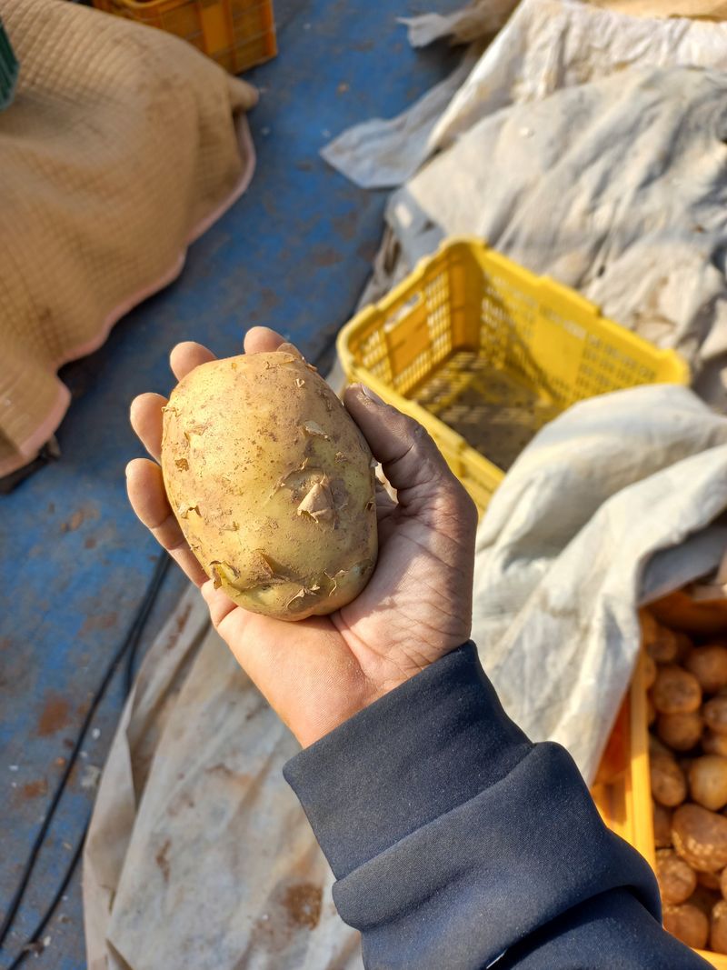 장터 상품 [통일감자 4.5kg] 썸네일