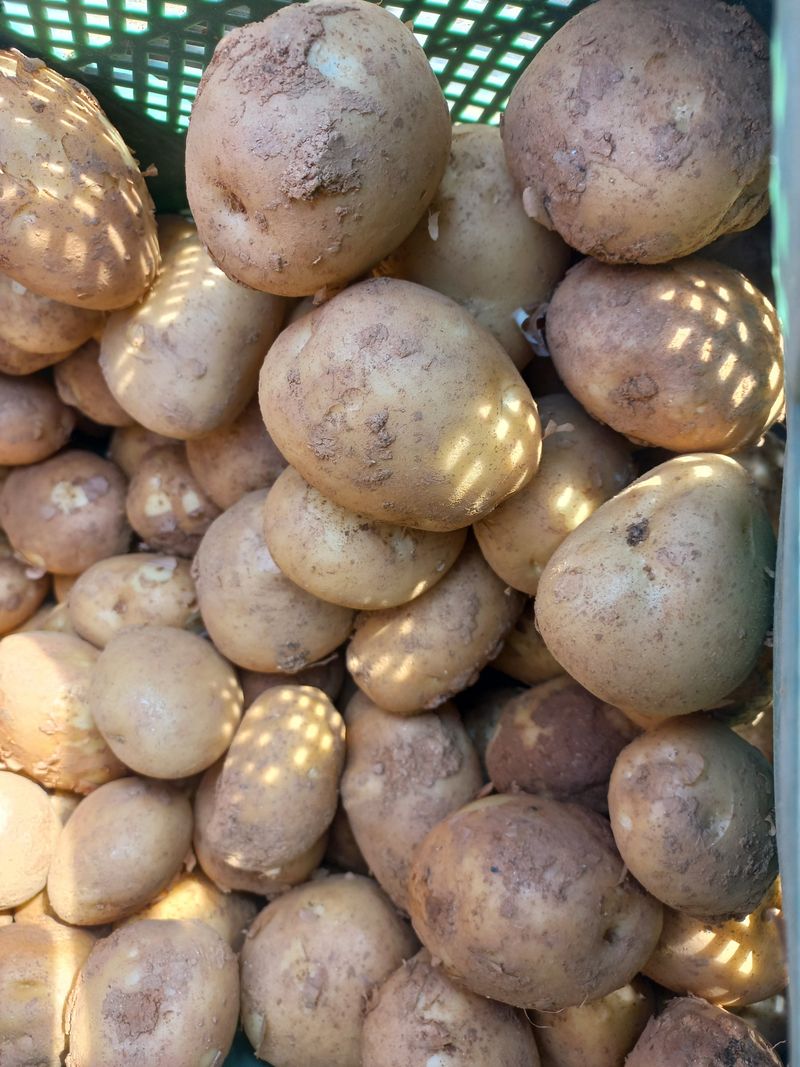 박린님의 장터 판매 상품 [통일감자 4.5kg] 첨부 사진