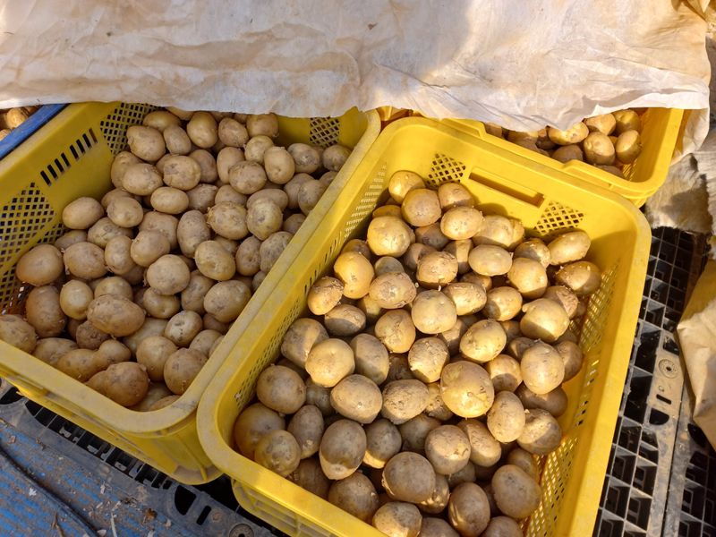 박린님의 장터 판매 상품 [통일감자 4.5kg] 첨부 사진