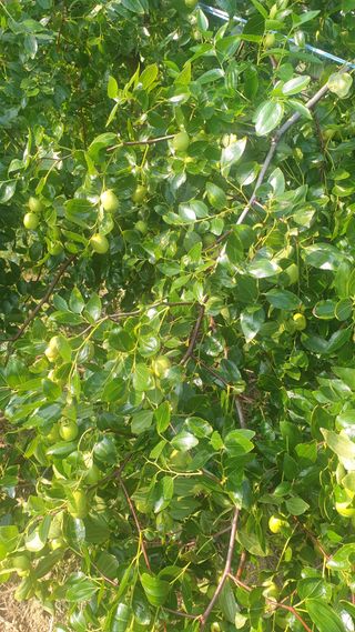 용호주말농장님의 기타작물 · 영농일지 작성글 사진