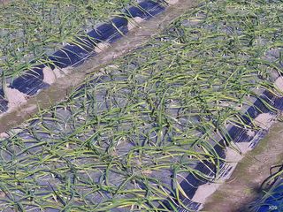 배정도님의 농사, 무엇이든 물어보세요! · 참여글 작성글 사진