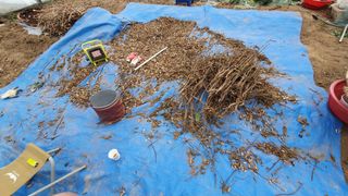 이서구님의 콩 · 영농일지 작성글 사진