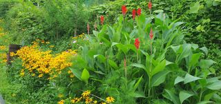 정응화님의 기타작물 · 영농일지 작성글 사진