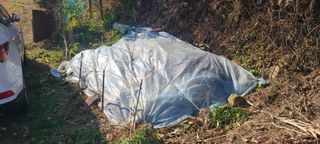 정응화님의 기타작물 · 영농일지 작성글 사진