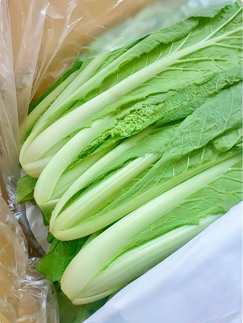 농부손녀님의 장터 판매 상품 [어린 단배추 얼갈이 4kg] 첨부 사진