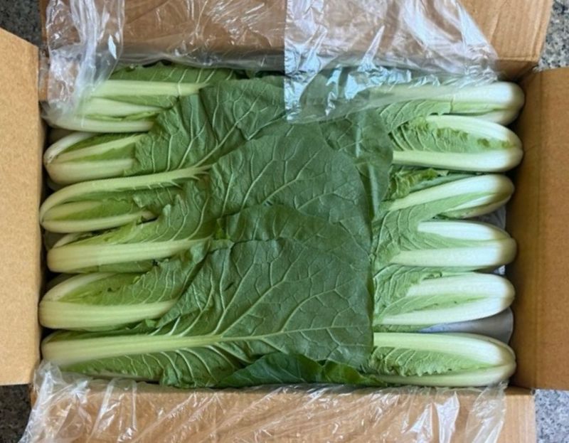 농부손녀님의 장터 판매 상품 [어린 단배추 얼갈이 4kg] 첨부 사진