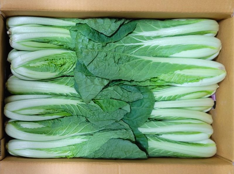 농부손녀님의 장터 판매 상품 [어린 단배추 얼갈이 4kg] 첨부 사진