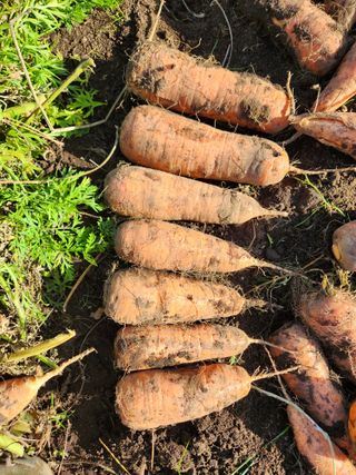 제주구좌당근님의 기타작물 · 영농일지 작성글 사진