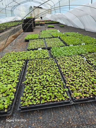 약초원 김종군님의 자유주제 · 자유게시판 작성글 사진