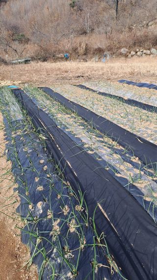 서은숙님의 양파 · 영농일지 작성글 사진