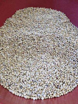 이상응님의 콩 · 자유게시판 작성글 사진