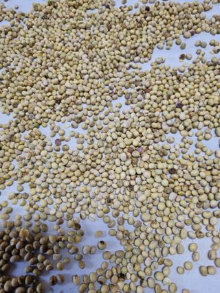 이상응님의 콩 · 자유게시판 작성글 사진