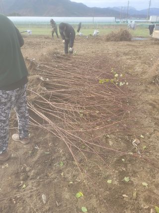 일심묘목농원님의 자유주제 · 자유게시판 작성글 사진