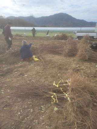 일심묘목농원님의 자유주제 · 자유게시판 작성글 사진