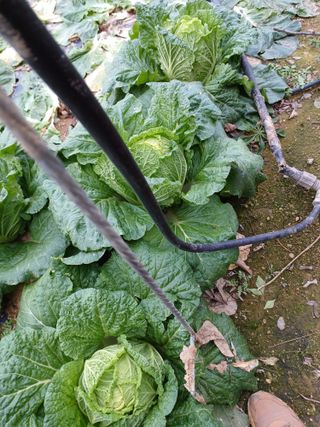 결단이님의 기타작물 · 영농일지 작성글 사진