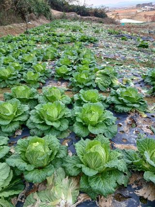 결단이님의 기타작물 · 영농일지 작성글 사진