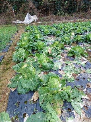 결단이님의 기타작물 · 영농일지 작성글 사진