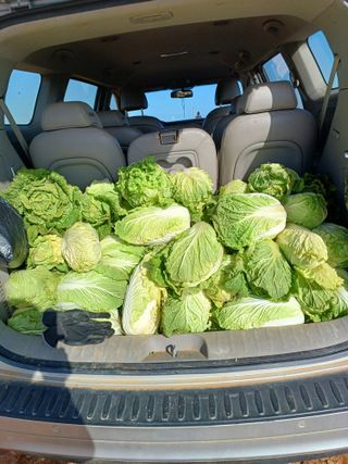 결단이님의 기타작물 · 영농일지 작성글 사진