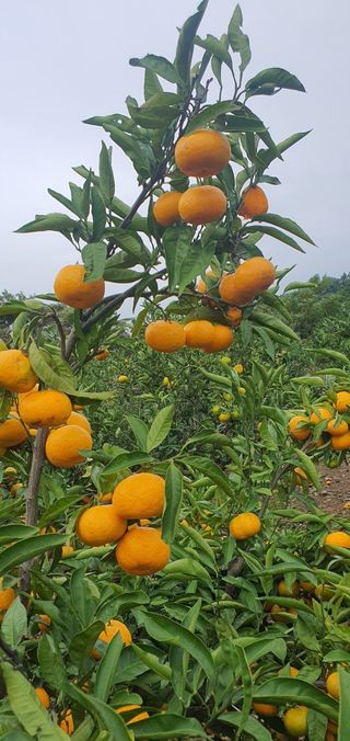 팔코스님의 기타작물 · 영농일지 작성글 사진