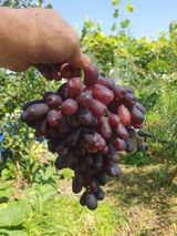 팜모닝 자유주제·자유게시판 게시글 이미지