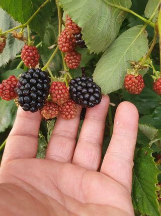 오대원님의 자유주제 · 자유게시판 작성글 사진