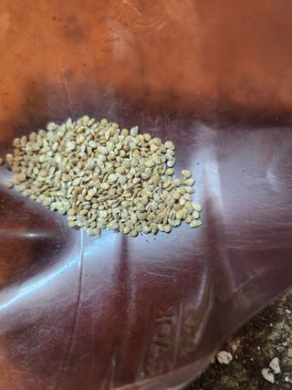 대농육묘장 입니다님의 자유주제 · 자유게시판 작성글 사진