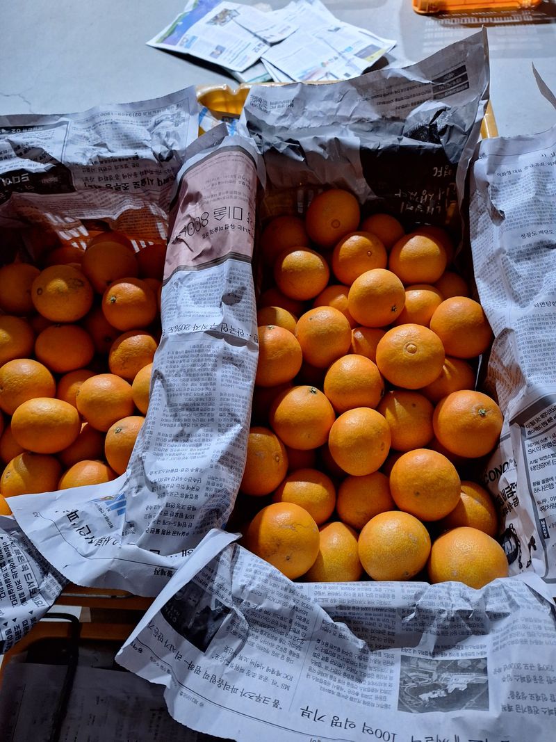 장터 상품 [  노지 황금향10kg] 썸네일