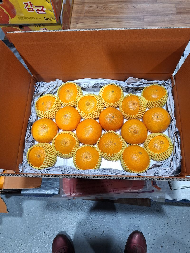 옥이네 농장님의 장터 판매 상품 [  노지 황금향10kg] 첨부 사진