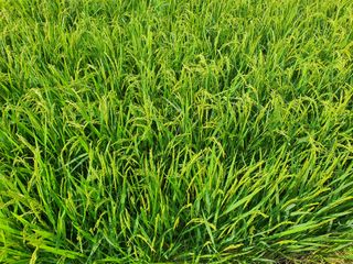 승두 병아리님의 팜모닝 · 출석 작성글 사진