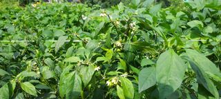 농사의 지식을 배움님의 팜모닝 · 출석 작성글 사진