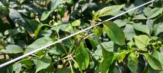 농사의 지식을 배움님의 팜모닝 · 출석 작성글 사진