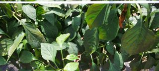 농사의 지식을 배움님의 팜모닝 · 출석 작성글 사진