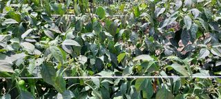 농사의 지식을 배움님의 팜모닝 · 출석 작성글 사진