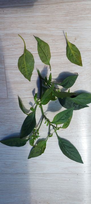 농사의 지식을 배움님의 팜모닝 · 출석 작성글 사진