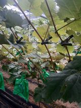 팜모닝 포도·병해충상담 게시글 이미지