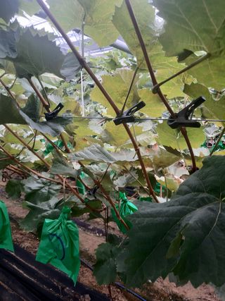 샤인님의 포도 · 병해충상담 작성글 사진