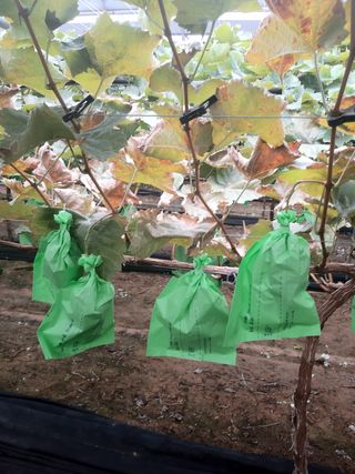 샤인님의 포도 · 병해충상담 작성글 사진