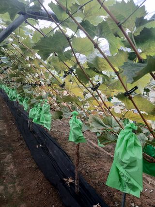 샤인님의 포도 · 병해충상담 작성글 사진