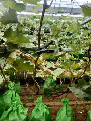 샤인님의 포도 · 병해충상담 작성글 사진