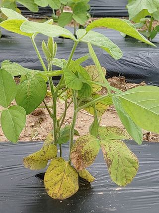 정의홍님의 콩 · 병해충상담 작성글 사진